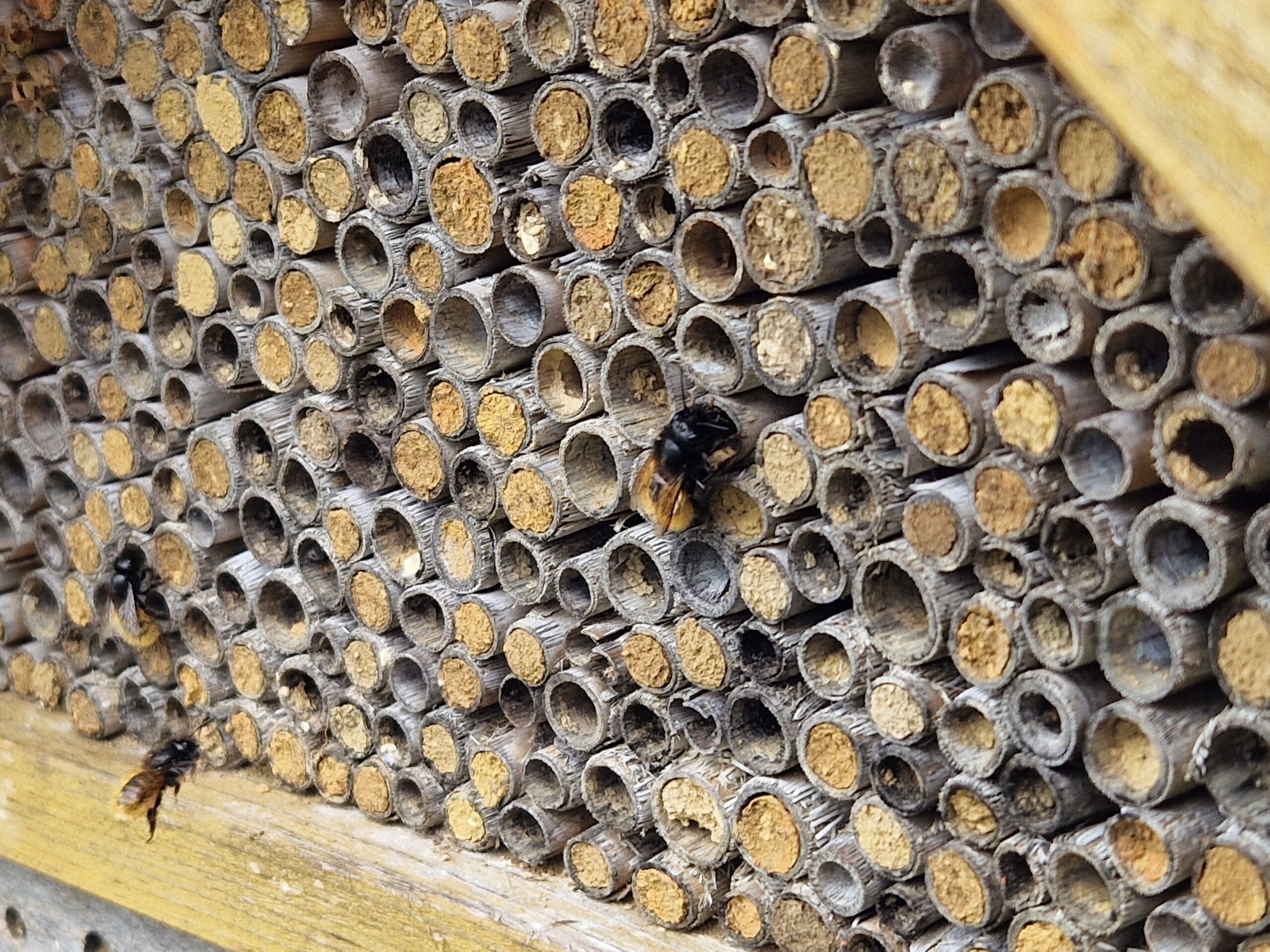 Bee hotel