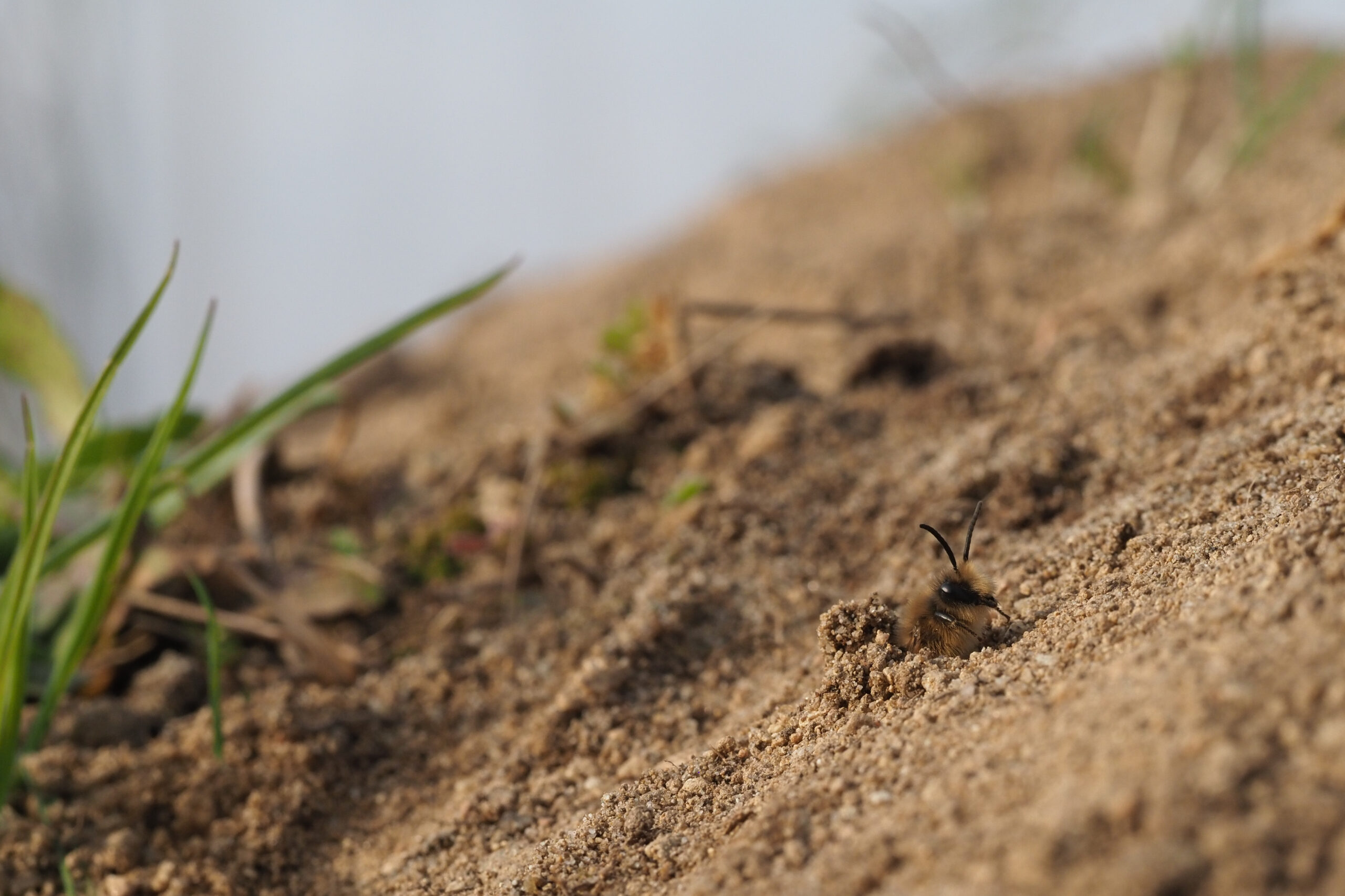 Picture of tje Colletes cunicularius, the spring mining bee, entering a mound
