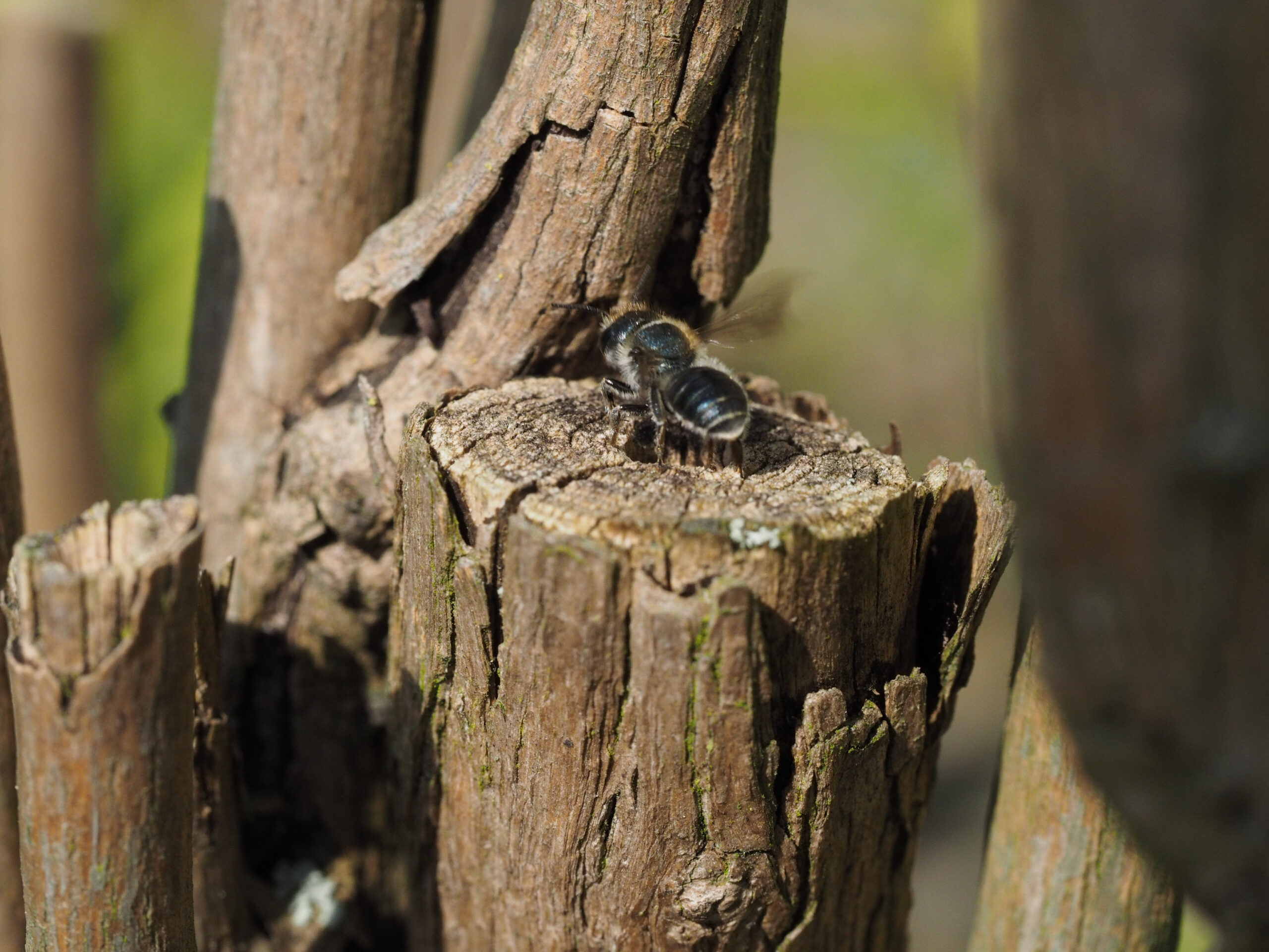 Picture of Osmia cf caerulescense, the blue mason bee, above hollow wood