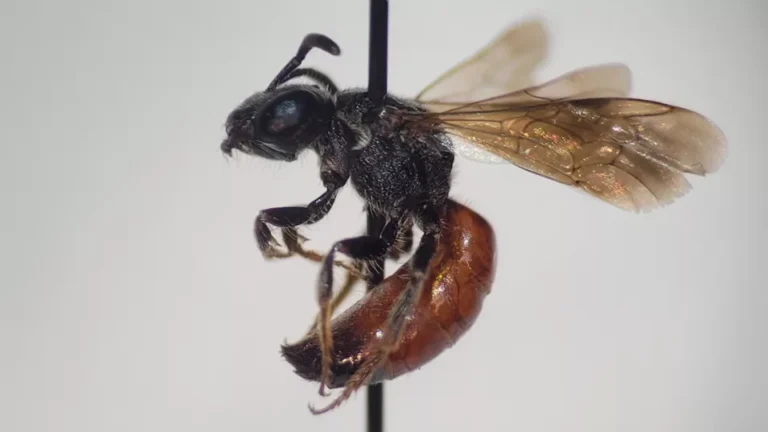 Picture of blood bee
