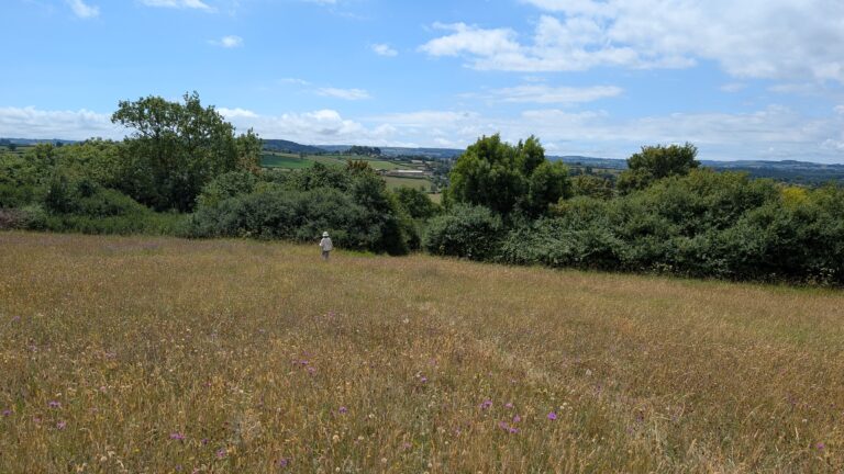 Meadow with wildlfowers and row of trees and hedges
