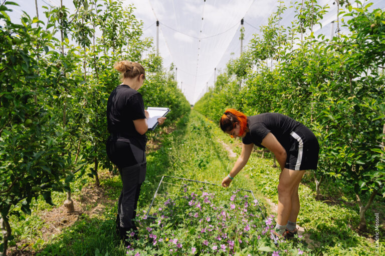 Two persons collecting data on wild flower strip in between rows of apple trees