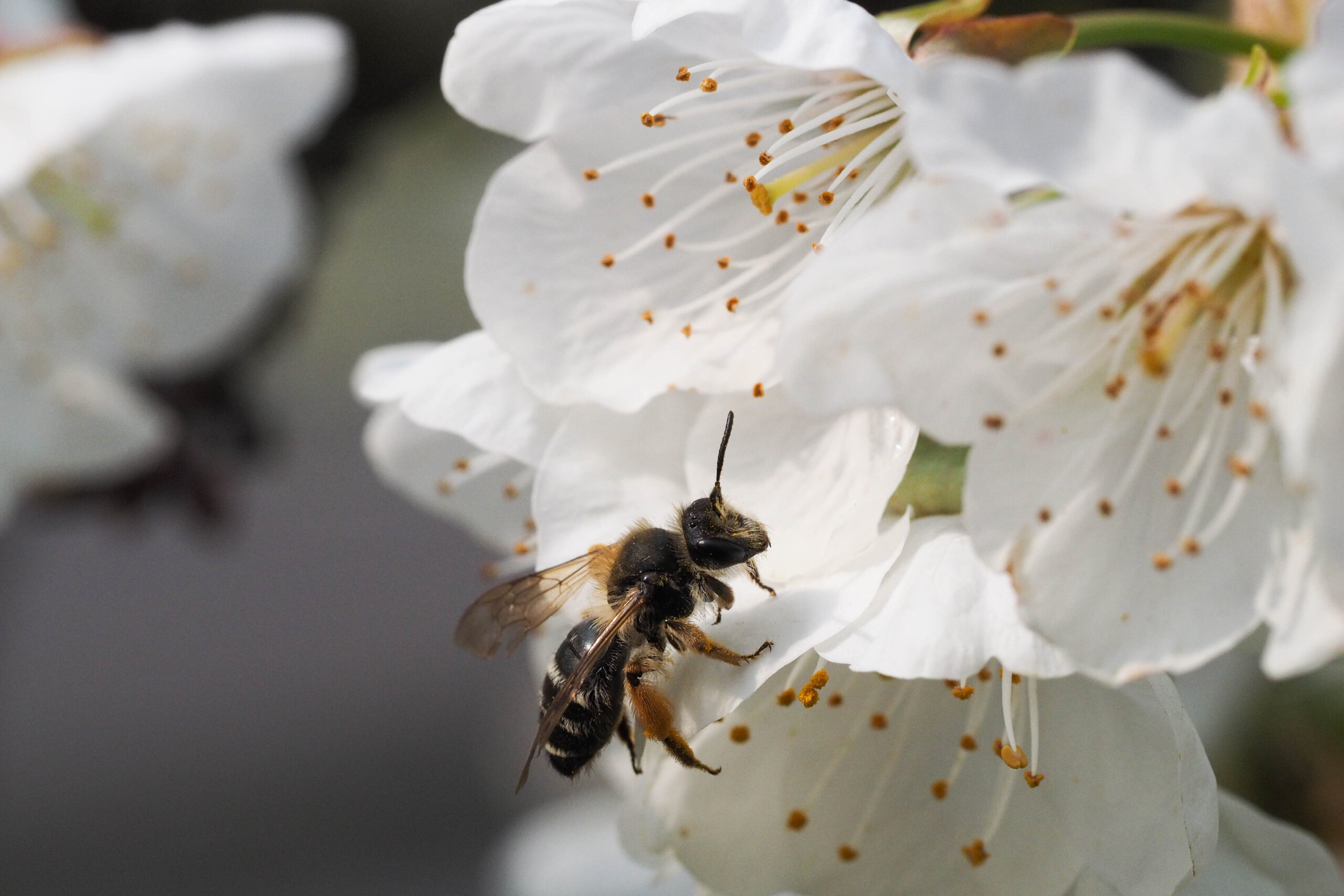 Spring pollinator, yellow-legged mining bee on a cherry tree flower