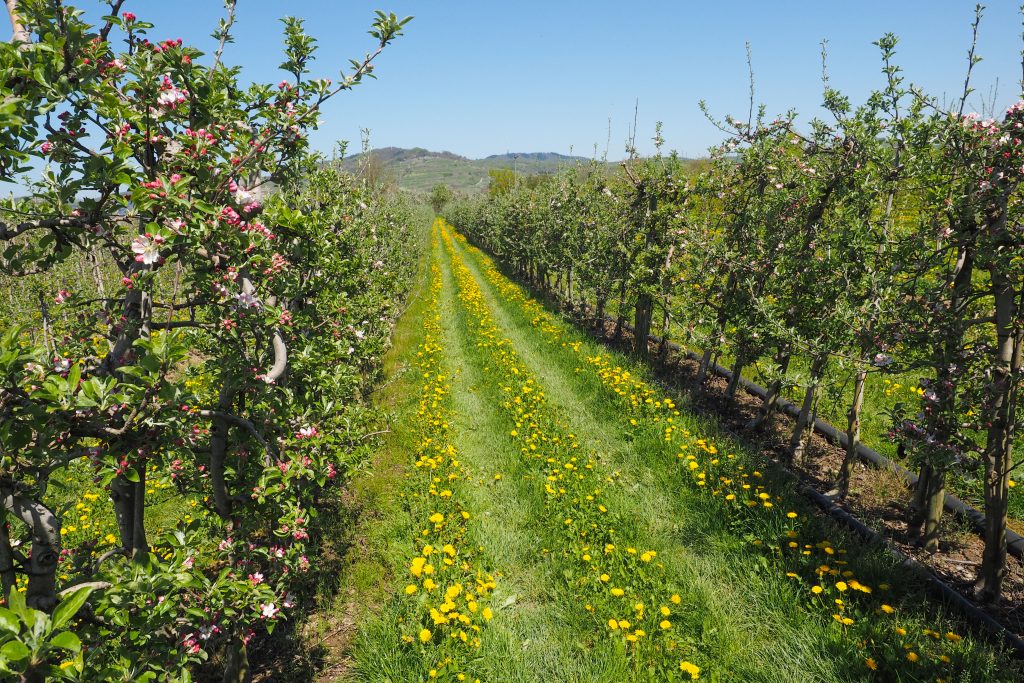 Apple orchard