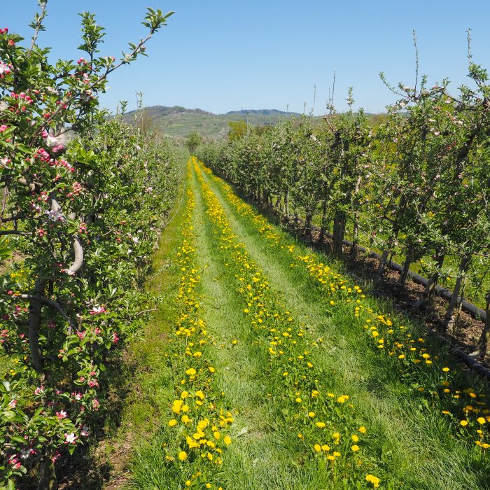 Apple orchard