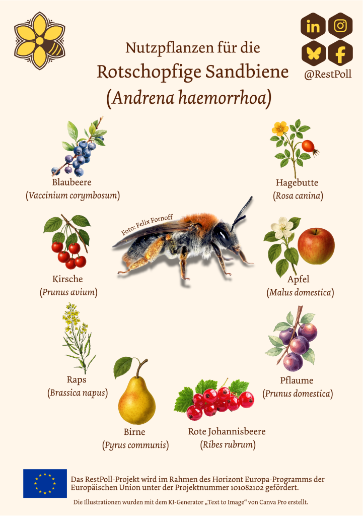 Flyer that shows different crops visited by the Orange-tailed mining bee (Andrena haemorrhoa): Rosehip, apple, plum, red currant, pear, rapeseed, cherry, blueberry.