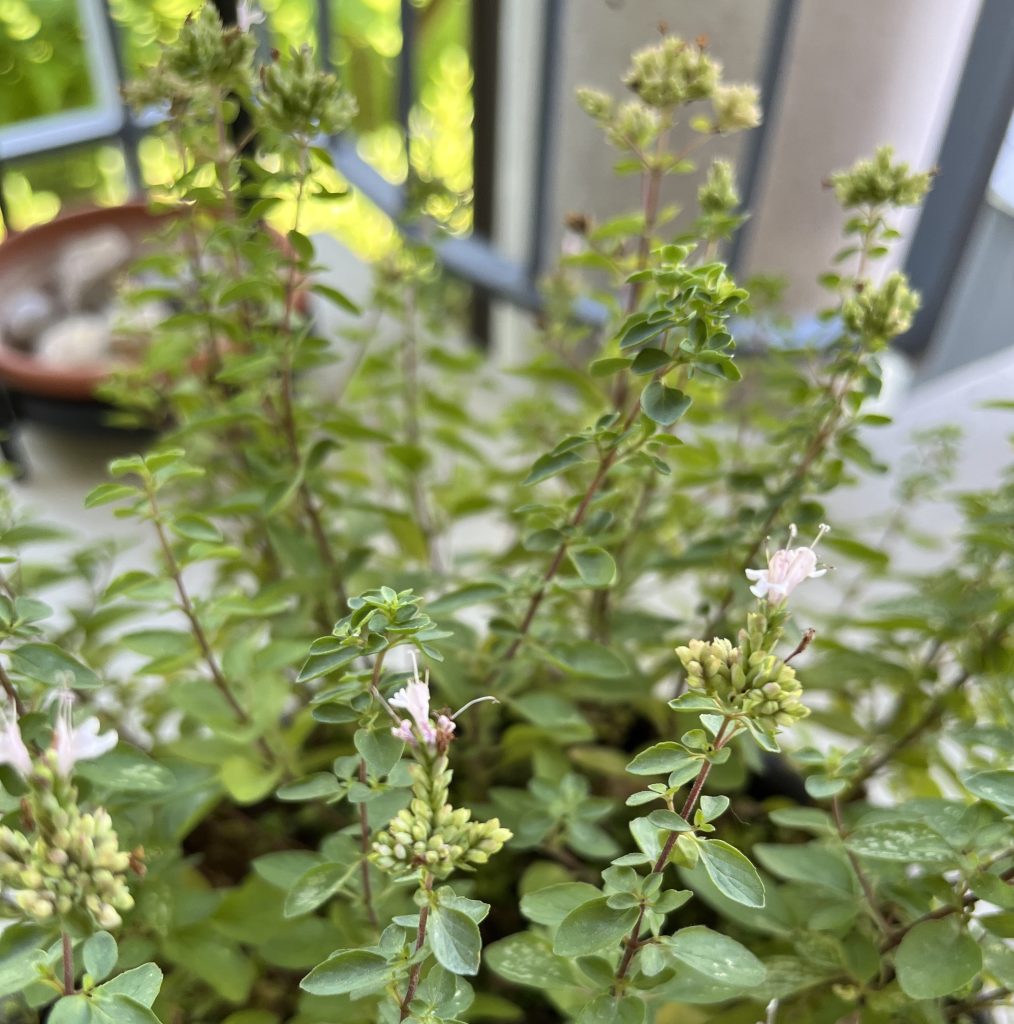 A potted oregano plant on a balcony