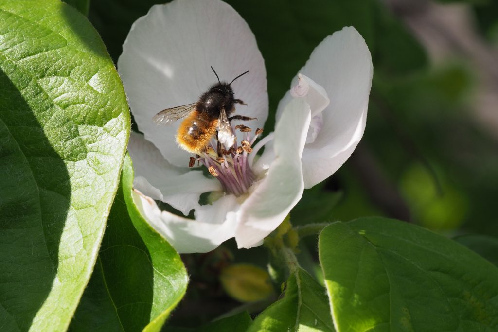 European orchard bee (Osmia cornuta) flying towards a white flower and about to land on it.