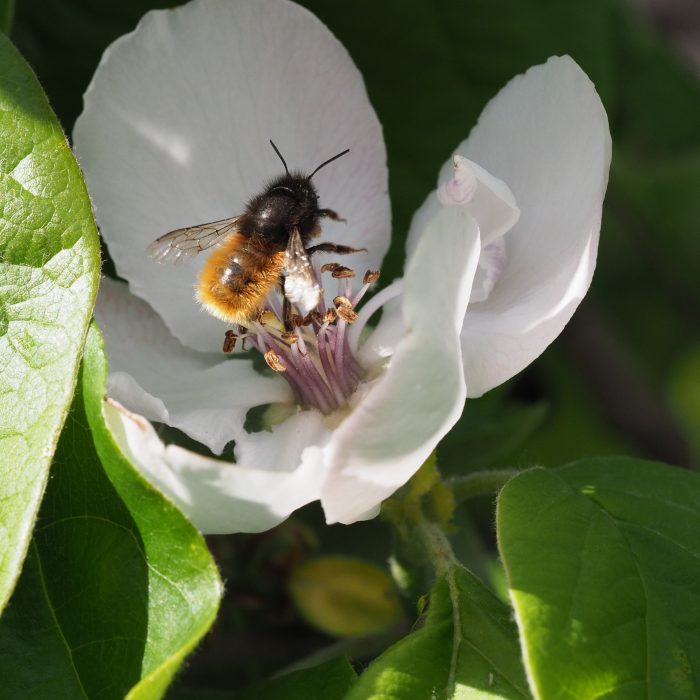 European orchard bee (Osmia cornuta) flying towards a white flower and about to land on it.