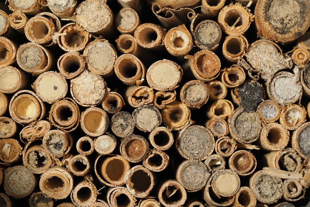 Close-up of the ends of reeds used in a bee hotel. Some of the entrances are sealed with clay.