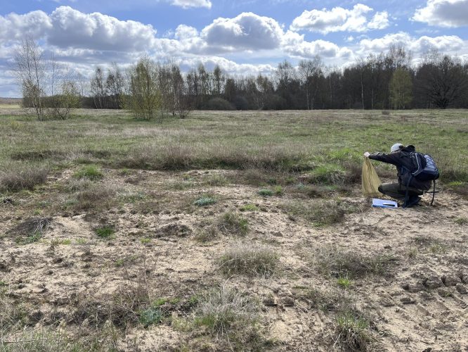 Survey of pollinators in a restored site in the sandy grassland case study (photo Maj Rundlöf)