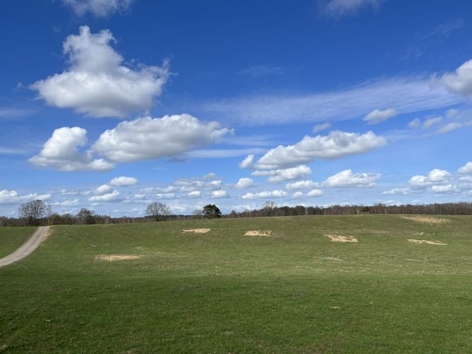 Habitat restoration to support nationally rare and threatened ground nesting solitary bees (photo Maj Rundlöf).