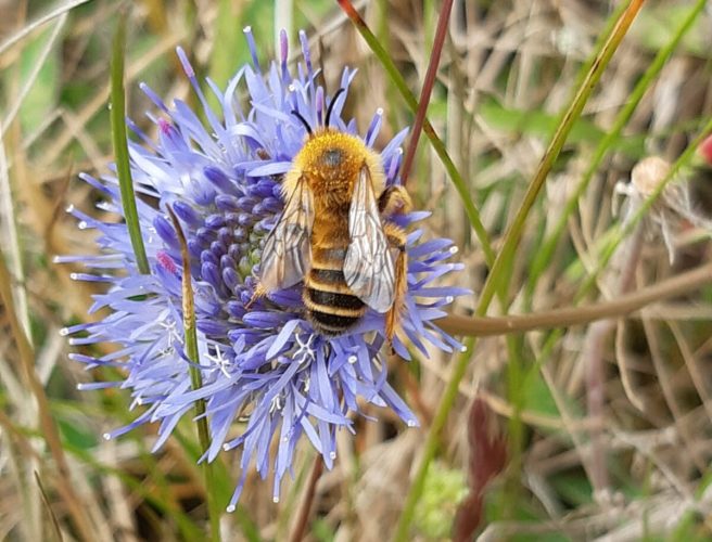 The ground nesting solitary bee *Dasypoda hirtipes* in the sandy grassland case study (photo Karin Johnson).