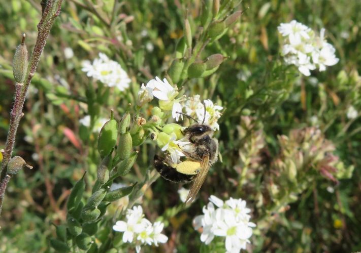 The ground nesting solitary bee *Andrena bimaculata* in the sandy grassland case study (photo Karin Johnson)